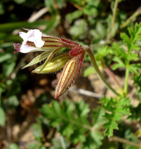 Pelargonium suburbanum subsp. bipinnatifidum 